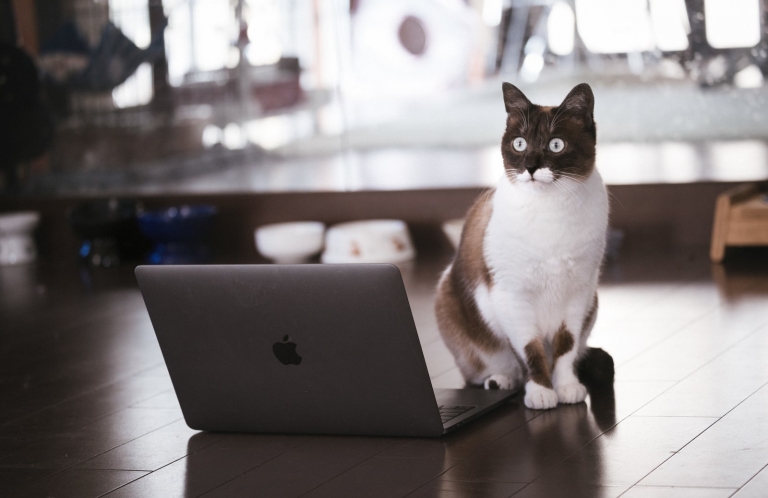 Contact Form 7 郵便番号で住所を自動入力させる方法 Tobi Designer S Blog